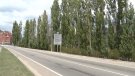 Preocupació d'ERC per l'estat dels pollancres de l'entrada sud de Ripoll