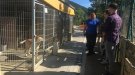 El Refugi d'Animals del Ripollès torna a estar al límit de la seva capacitat 