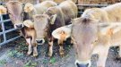 Els millors exemplars de vaca de raça bruna es reuneixen aquest dissabte a la Fira de Ribes de Freser 