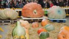 S'esperen carbasses de més de 600 quilos a Sant Joan de les Abadesses