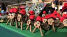 El Ripollès s'omple de fires i mercats per la Puríssima