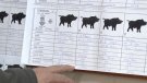 Agricultura permetrà la caça quan es detectin danys al camp causats per animals salvatges 