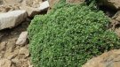 Es troba al Ripollès una planta mai vista abans a a península