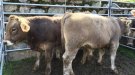 Ribes de Freser promociona un any més la Vaca Bruna dels Pirineus 
