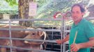 Una vaca eixuta de la Torre guanya el premi de Gran Campiona  