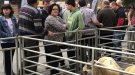 La Fira de Santa Teresa de Ripoll recupera la subhasta de bestiar 