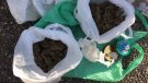 Dos detinguts amb 222 grams de marihuana i 36 de cocaïna a la collada de Toses