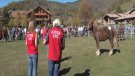 Els ramaders afronten amb més optimisme el concurs comarcal de cavall pirinenc català 