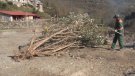Es treballa per controlar la budleia, una planta invasora, a la capçalera del Ter