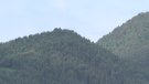 La comarca presenta un risc d'incendis baix aquest estiu