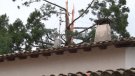 Un llamp esberla una sequoia a Sant Joan de les Abadesses