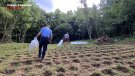 Els Mossos desmantellen dues plantacions amb 5.335 plantes de marihuana a Pardines