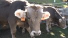 La Fira del Bestiar de Ribes de Freser torna dissabte 9 d'octubre