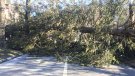 El vent provoca la caiguda de diversos arbres a Camprodon