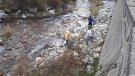Una quinzena de voluntaris netegen la llera del riu de Setcases