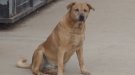 S'aprova la llei de benestar animal