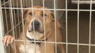 L'abandonament d'animals continua essent preocupant al Ripollès