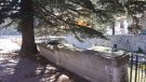 Els cedres centenaris de Ribes de Freser no s'hauran de talar 
