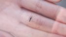 Confirmen que el mosquit tigre s'ha establert a Ripoll gràcies a un projecte educatiu de Dipsalut 