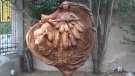 Les escultures humanes, la nova exposició de la Torre Mossèn Tor