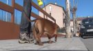 Campdevànol sancionarà als propietaris de gossos incívics en breu  