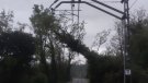 Restablerta la circulació ferroviària entre Manlleu i Ripoll, que havia quedat tallada per un arbre caigut