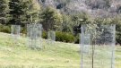 Planten 250 pomeres a Rocabruna