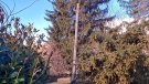La caiguda d'un arbre sobre una línia aèria deixa Molló sense electricitat durant 3 hores