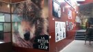 'La petjada del llop' es deixa veure a Vall de Núria