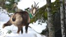 Els isards del Ripollès, resistents a la letal Malaltia de la Frontera als Pirineus
